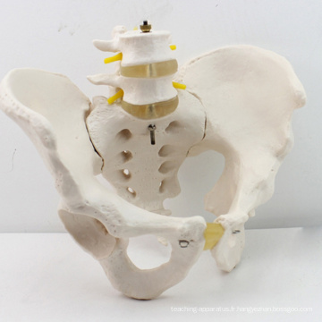 PELVIS04 (12341) Modèle masculin adulte de bassin avec vertèbres lombaires 2pcs, modèle médical anatomique de squelette de bassin